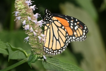 Agastache with a Monarch butterfly